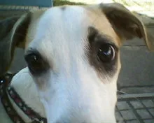 Cachorro raça vira-lata idade 2 a 6 meses nome Nina