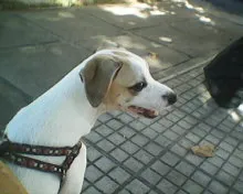 Cachorro raça vira-lata idade 2 a 6 meses nome Nina