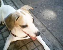 Cachorro raça vira-lata idade 2 a 6 meses nome Nina