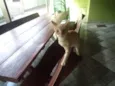 gato