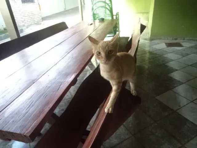 Gato ra a SRD idade 2 a 6 meses nome gato