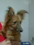 Caramelo
