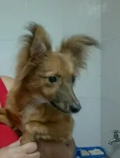 Cachorro ra a SRD idade  nome Caramelo