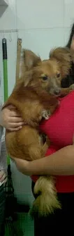 Caramelo