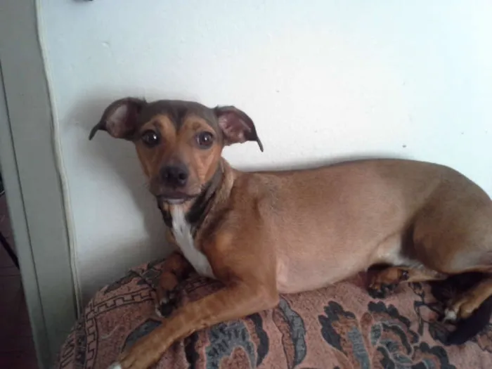 Cachorro ra a nenhuma idade 1 ano nome Mari
