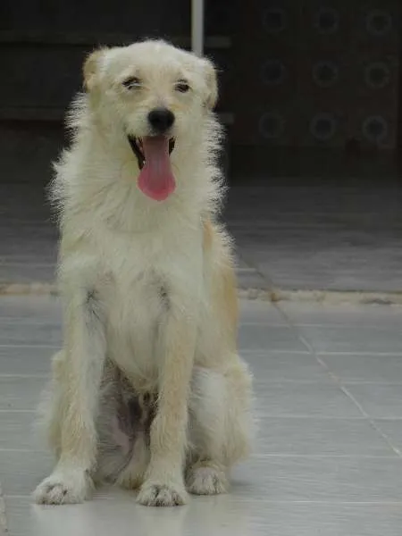 Cachorro ra a srd idade 1 ano nome Pepe