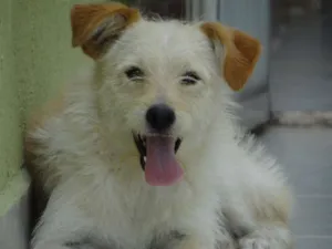 Cachorro raça srd idade 1 ano nome Pepe