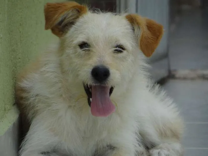 Cachorro ra a srd idade 1 ano nome Pepe