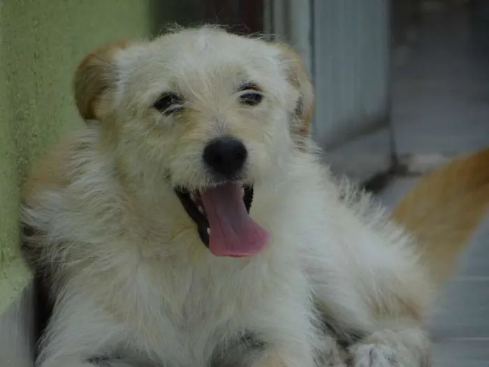 Cachorro ra a srd idade 1 ano nome Pepe