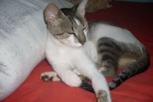 Gato raça indefinida idade 1 ano nome mutcha