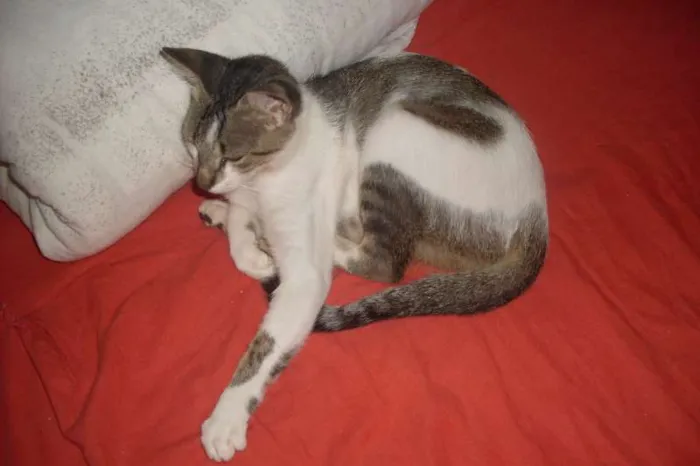 Gato raça indefinida idade 1 ano nome mutcha