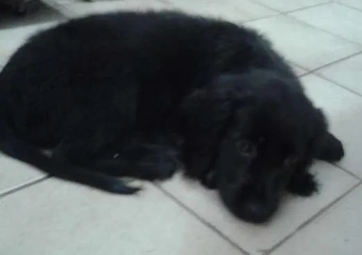Cachorro ra a cocker idade 2 a 6 meses nome Amora