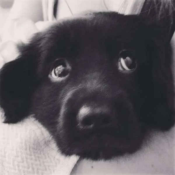 Cachorro ra a cocker idade 2 a 6 meses nome Amora