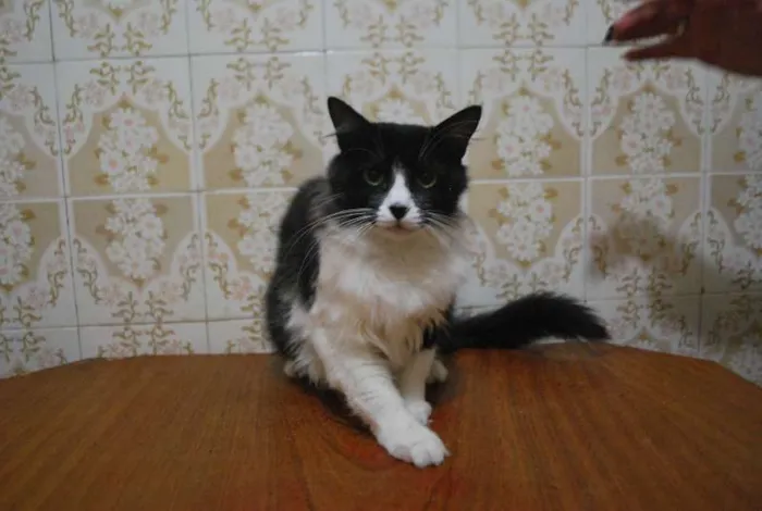 Gato ra a  idade 1 ano nome Nariz de coração