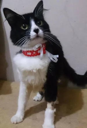 Gato raça  idade 1 ano nome Nariz de coração