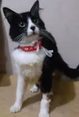 Nariz de coração