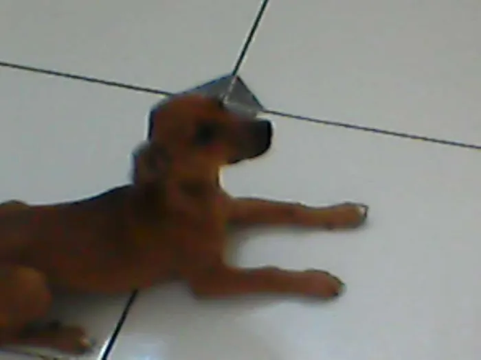 Cachorro raça pinscher idade 2 a 6 meses nome Pipoca