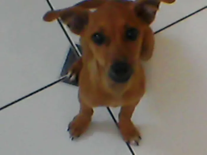 Cachorro raça pinscher idade 2 a 6 meses nome Pipoca