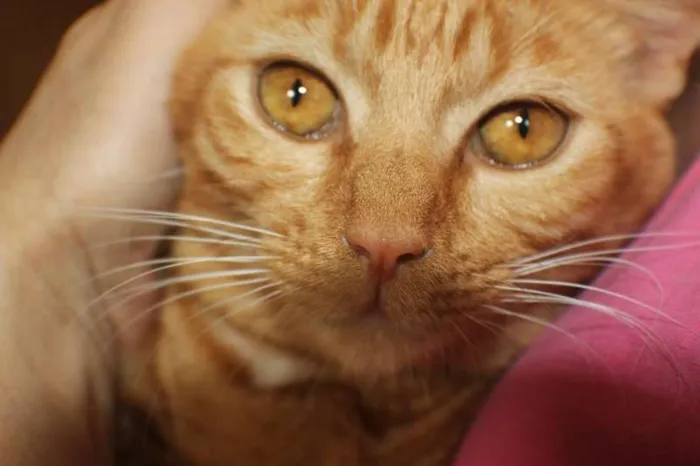 Gato raça  idade 2 a 6 meses nome Mia