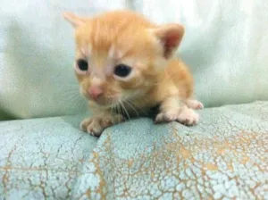 Gato raça  idade 2 a 6 meses nome Mia