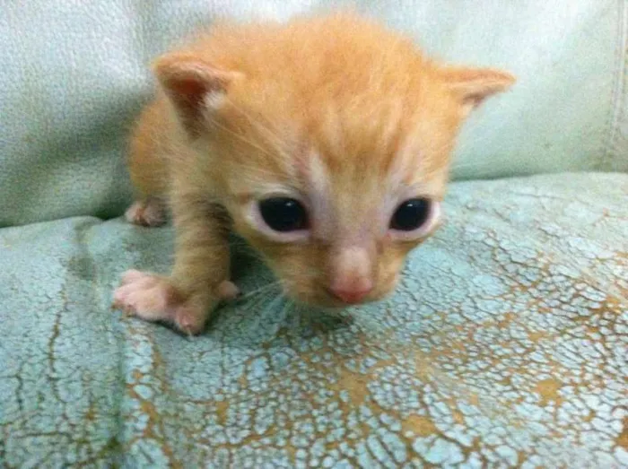 Gato raça  idade 2 a 6 meses nome Mia