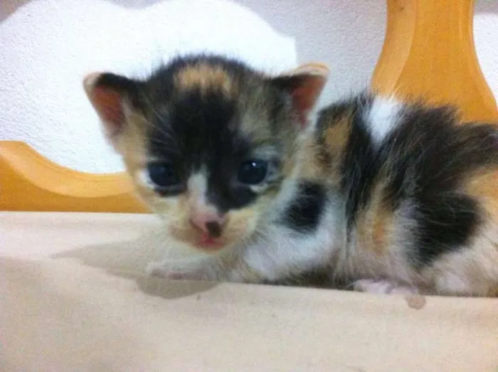 Gato raça  idade 2 a 6 meses nome Mia
