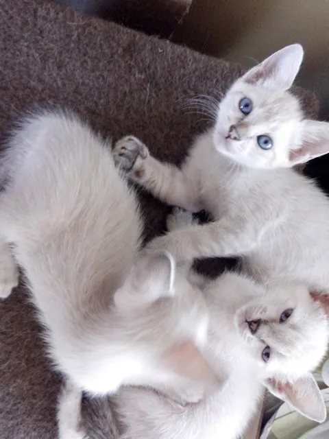 Gato ra a SRD idade 2 a 6 meses nome Saphira e filhotes