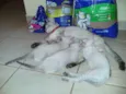 Saphira e filhotes