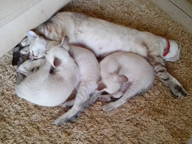 Gato ra a SRD idade 2 a 6 meses nome Saphira e filhotes