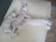 Saphira e filhotes