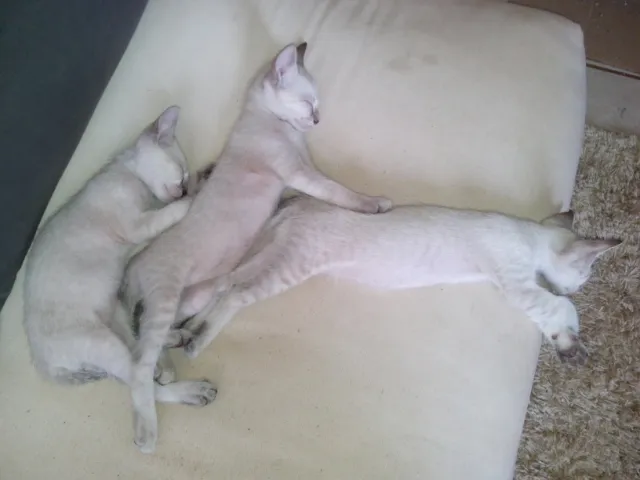 Gato ra a SRD idade 2 a 6 meses nome Saphira e filhotes