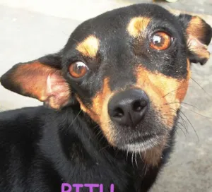 Cachorro raça Pinscher idade 6 ou mais anos nome PITU