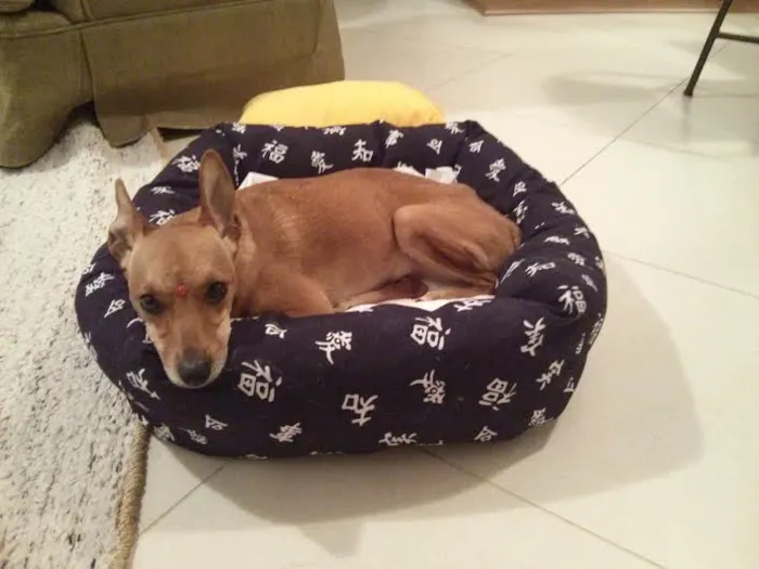 Cachorro ra a SRD idade 2 anos nome MAdá- Paraplégica