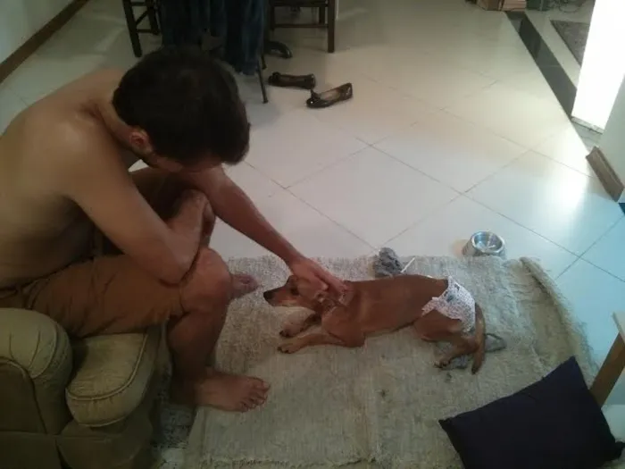 Cachorro ra a SRD idade 2 anos nome MAdá- Paraplégica