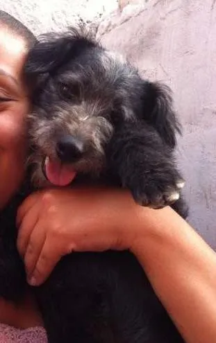 Cachorro ra a SRD idade 1 ano nome joca