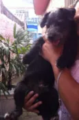 joca