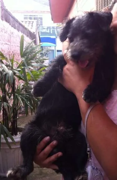 Cachorro ra a SRD idade 1 ano nome joca
