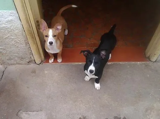 Cachorro ra a SRD idade 2 a 6 meses nome Ruth e Raquel