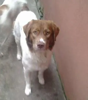 Cachorro ra a SRD idade 2 anos nome Thor