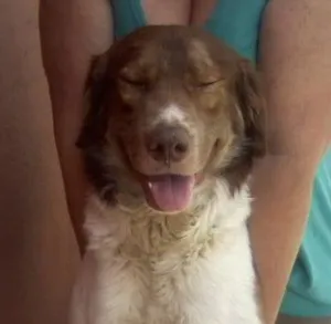 Cachorro raça SRD idade 2 anos nome Thor