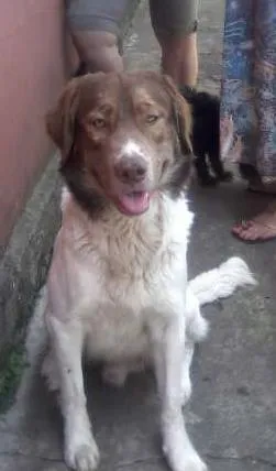 Cachorro ra a SRD idade 2 anos nome Thor