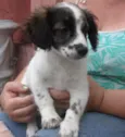 Fofo