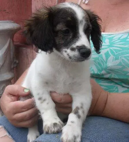 Cachorro ra a SRD idade 2 a 6 meses nome Fofo
