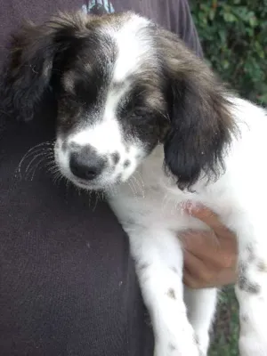 Cachorro raça SRD idade 2 a 6 meses nome Fofo