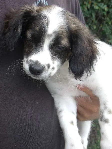 Cachorro ra a SRD idade 2 a 6 meses nome Fofo