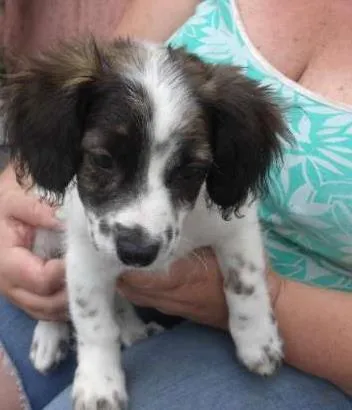 Cachorro ra a SRD idade 2 a 6 meses nome Fofo