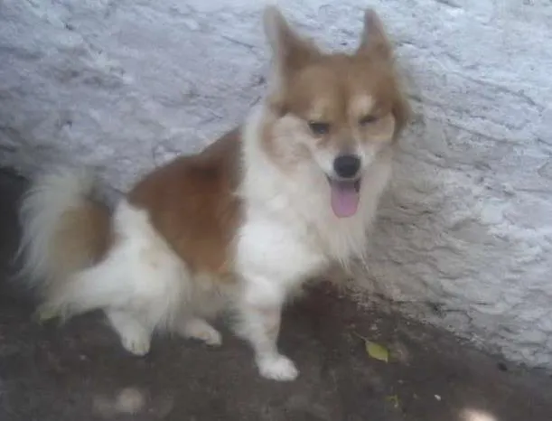 Cachorro ra a SRD idade 3 anos nome Biriba