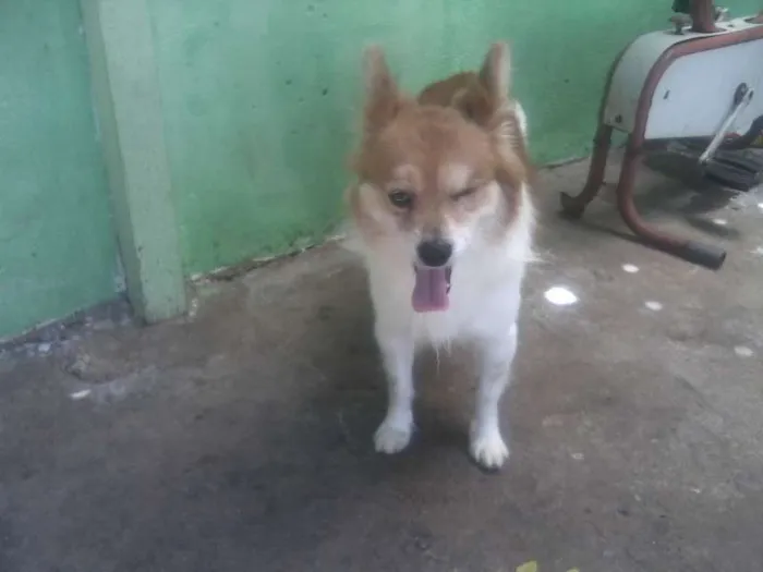 Cachorro ra a SRD idade 3 anos nome Biriba