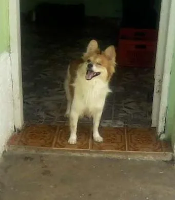 Cachorro ra a SRD idade 3 anos nome Biriba