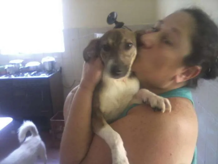 Cachorro ra a SRD idade 1 ano nome Manolo